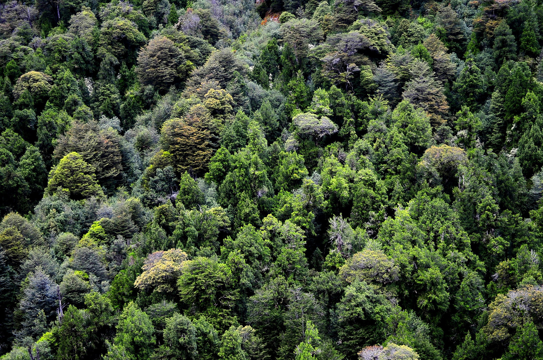 Bosque valdiviano en la Región de Aysén, sur de Chile
